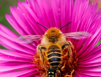 Biene und Wespe besuchen eine Herbstaster  Biene und Wespe besuchen eine Herbstaster