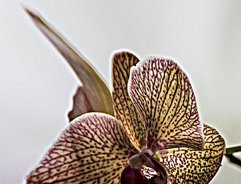 Orchidee  Orchidee